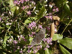 acourtia microcephalia and erynnis funeralis skipper